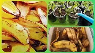 💥Супер  подкормка !  Натуральное, бюджетное  и  эффективное   удобрение для рассады.
