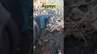 #скарб #ауреус #rap #music #шляпа #золото #пошукскарбів #яищу