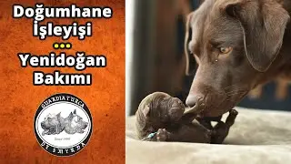Doğumhane İşleyişi ve Yenidoğan Bakımı