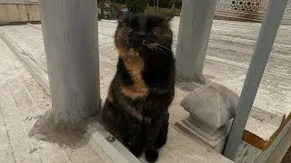 Mama cat calls kittens for food then does the cutest thing