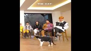 the cat having more screen time than hoshi