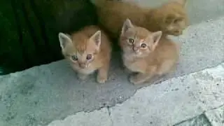 Котенца в Котел