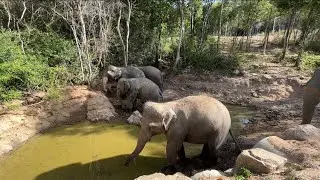 What elephant do during the day 💕