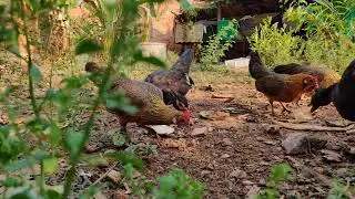 red junglefowl