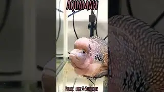Shortbody Flowerhorn Breeding Pair🔥#shorts