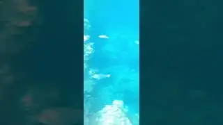 Sataya Resort Marsa Alam, подводный мир возле пирса, черепаха, скат и много разной рыбы!) 21.11.21