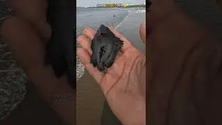 One small act of kindness - Saved Baby Fish Life 🥺