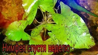 Нимфея спустя недельку