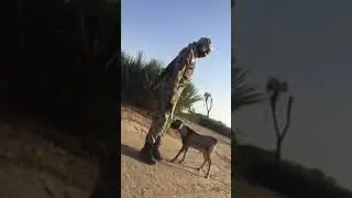 A Fighting Goat