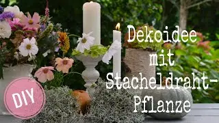 DIY: DEKOIDEEN mit STACHELDRAHT-PFLANZE (Calocephalus brownii) - EINFACH selber machen