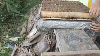 Cara pembenihan cabe rawit media polybag
