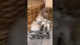 Почему кошки не любят, когда их трогают за хвост?🫢 