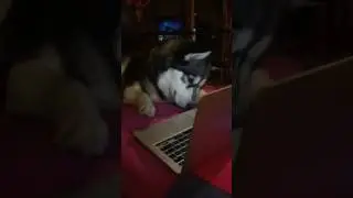 Thor watching YouTube