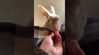 Bunny Only Wants His Treat🤩 | Cutest Pet On Internet #shorts #rabbit #pets | Paws and Fur