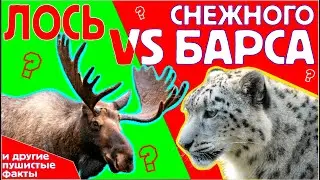 Пушистые факты