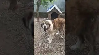 Строим вольеры для больших песиков, нужны 3d панели!