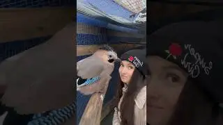 СОЙКУ ЗА ХВОСТИК 😂