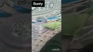 Busy Bunty🥰
