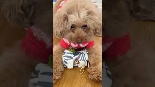 Груша хвастается своим покупками с распродажи Ozon 💙