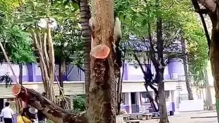 Did you know that squirrels eat bananas?