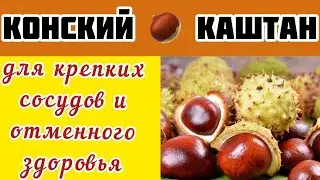Конский каштан  - Лечебные Свойства, Как Приготовить Лечебные Средства