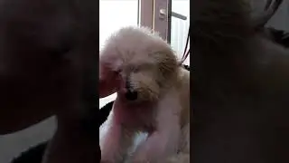 Груминг сушка песика феном