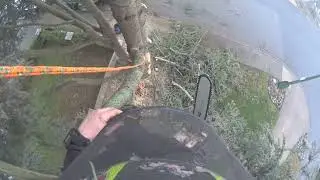 Atlas cedar removal in Tsawassen First Nation