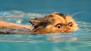 Sjove Katte Elsker Vand. Kompilering [Hd]