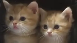 Она повелась на припаркованную Бентли🔥🔥🔥