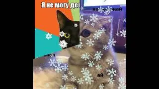 мемасы