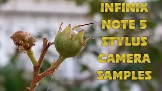 Infinix Note 5 Stylus Camera Samples | Macro Portrait and Night Photography | 2018