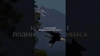 Орёл и ворон