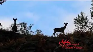 il bramito del cervo di Gianni Penasa grande fotografo naturalista Solandro