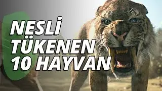 Nesli Tükenen Hayvanlar - En 10 Hayvanlar Listesi