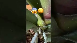 Miki Tipsy больше нет с нами 😥 