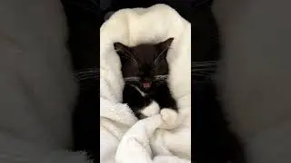 Вот так вот засыпают котики. #милота #cat #коты #котики #kitten #котята #catlover #кот