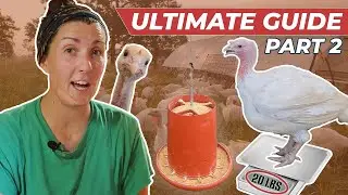 Raising 1,500 Pastured Turkeys [PASTURE TO PROCESSING]