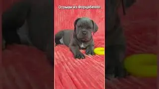 Отоман из Форцабелло, серо-тигровый мальчик Кане корсо