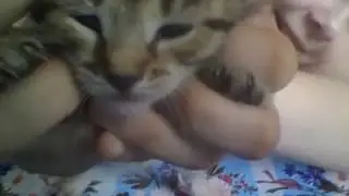 Мой котёнок.
