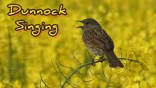 Dunnock Singing in Field of Yellow Rapeseed