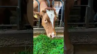 Bulle mir riesigem Kopf schmatzt genüsslich #bauernhof #dorfleben #dorfkinder