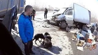Фура разорвала газель. Рыба на трассе-счастье собакам.