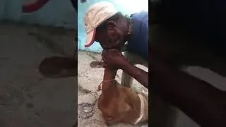 Saves Dying Goat