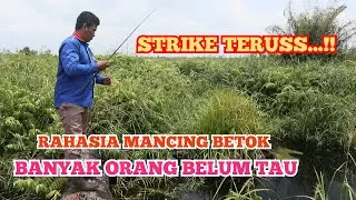Umpan Mantap Mancing Ikan Betok/Betik Di Rawa Air Keruh