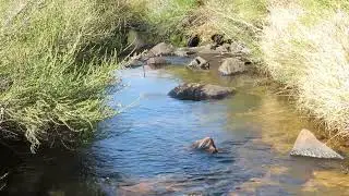 Ramsar wetlands - Verloren Valei near Dullstroom in Mpumalanga