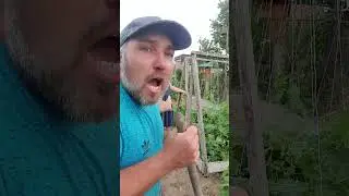 Жизнь проходит в огороде 