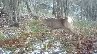 Capriola fa ginnastica