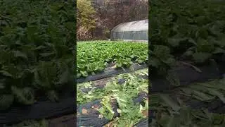배추밭