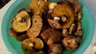Mushroom picking in May + wood chip stove