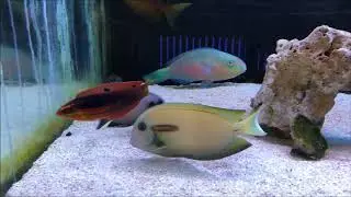 Halichoeres biocellatus